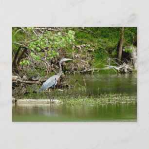 Grauer Reiher Tennessee Fluss Wildtier Natur Postkarte