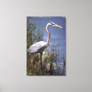 Grauer Reiher-Wasservogel Leinwanddruck