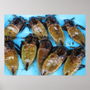 Grauer Riesenwasserbug (Maeng Daa) ... asiatisches Poster