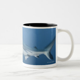 Grauer Rifhaifisch (Carcharhinus amblyrhynchos) Zweifarbige Tasse