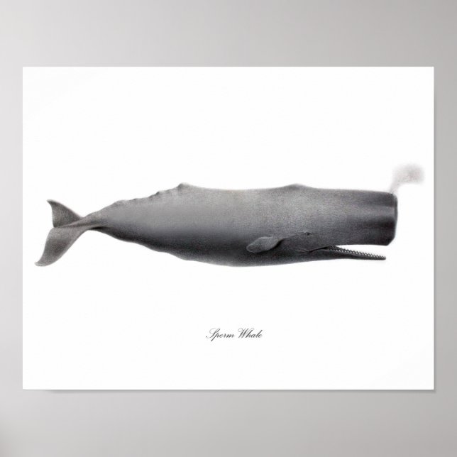 Grauer Schwarz-Weiß-Kunstdruck Sperm Whale #12 Poster (Vorne)