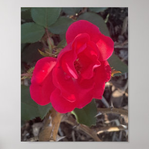 grauer Tag Roter Blumen Druck Poster