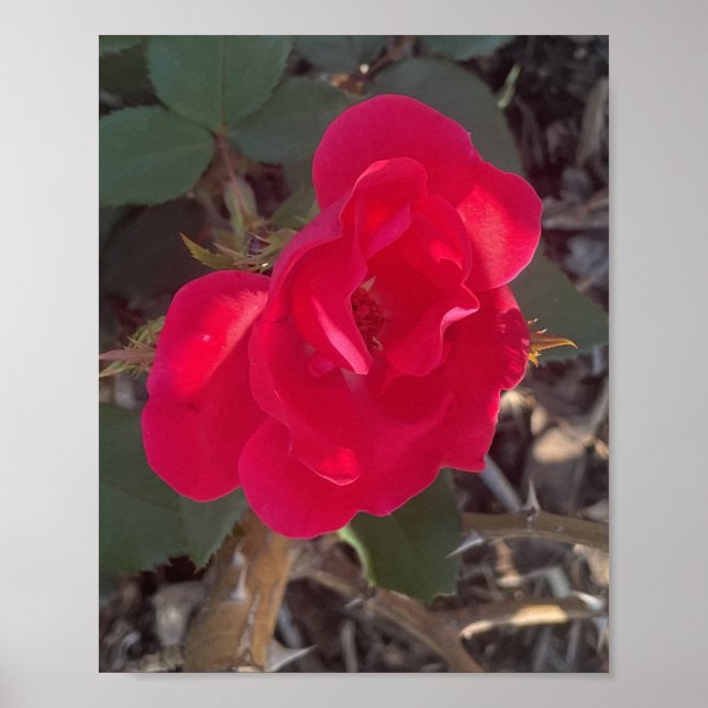 grauer Tag Roter Blumen Druck Poster (Vorne)