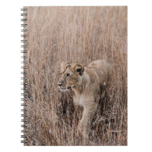 GRAUER UND BROWER LION UMGEBEN VON BROWN GRASS NOTIZBLOCK