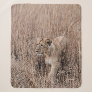 GRAUER UND BROWER LION UMGEBEN VON BROWN GRASS SHERPADECKE