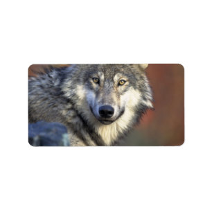 Grauer und weißer Wolf Adressaufkleber