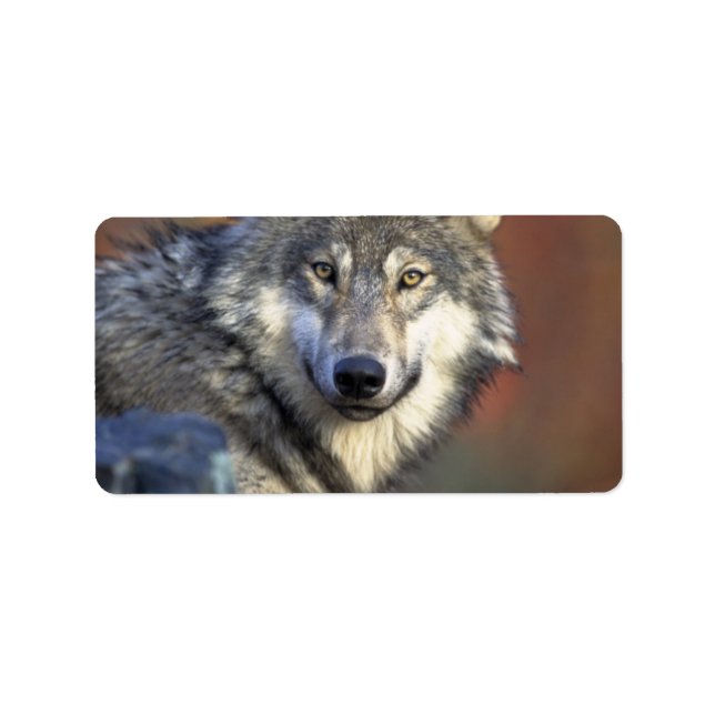Grauer und weißer Wolf Adressaufkleber (Vorne)