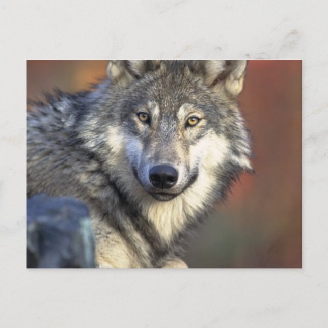 Grauer und weißer Wolf Postkarte (Vorderseite)