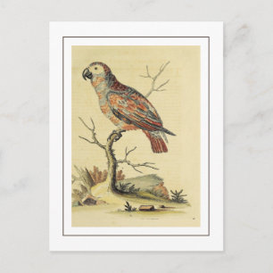 Grauer Vintage-Papagei Vogel Postkarte