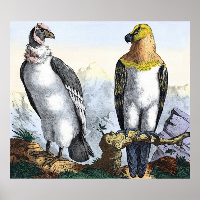 Grauer Weißer Kondor Gelber Adler Poster (Vorne)