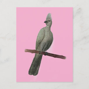 Grauer Wildvogel Postkarte