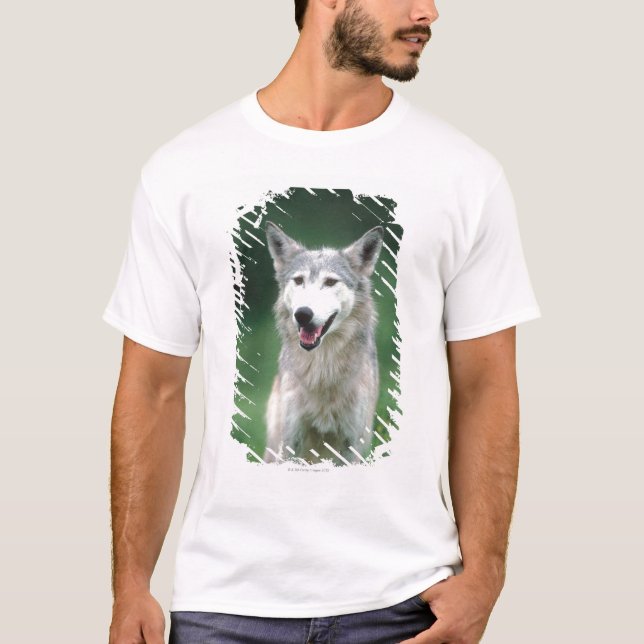 Grauer Wolf 2 T-Shirt (Vorderseite)