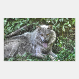 Grauer Wolf 3 Wildlife-Geschenk Rechteckiger Aufkleber