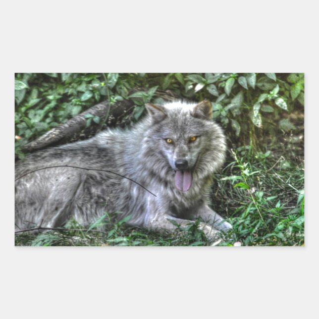 Grauer Wolf 3 Wildlife-Geschenk Rechteckiger Aufkleber (Vorderseite)