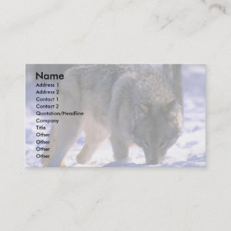 Grauer Wolf am Rande des schneebedeckten Waldes, A Visitenkarte