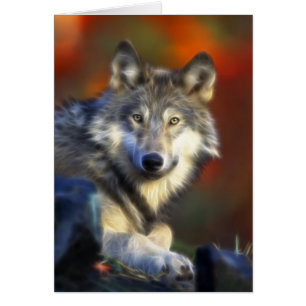 Grauer Wolf, Arten-Digitalfotografie
