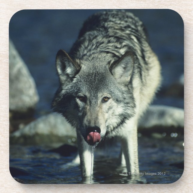 Grauer Wolf beim Herbsttrinken Getränkeuntersetzer (Vorderseite)