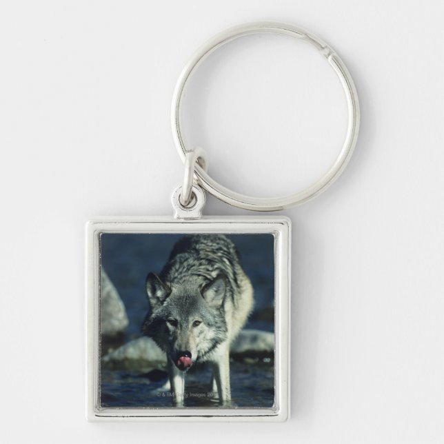 Grauer Wolf beim Herbsttrinken Schlüsselanhänger (Vorne)