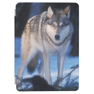 grauer Wolf, Canis Lupus, in den Vorbergen der 3 iPad Air Hülle