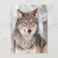 Grauer Wolf (Canis lupus) mit einem Ohr zurück