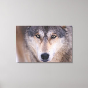 Grauer Wolf, Canis lupus, Nahaufnahme der Augen Leinwanddruck