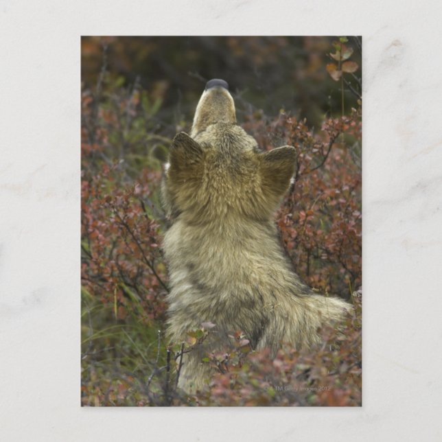 Grauer Wolf (Canis lupus) Postkarte (Vorderseite)