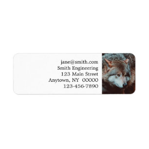 Grauer Wolf, der in den Wald schaut