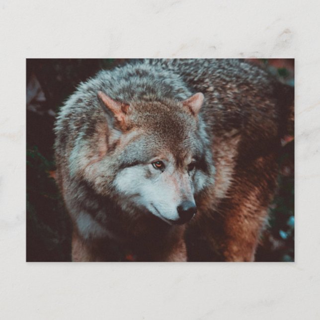 Grauer Wolf, der in den Wald schaut Postkarte (Vorderseite)