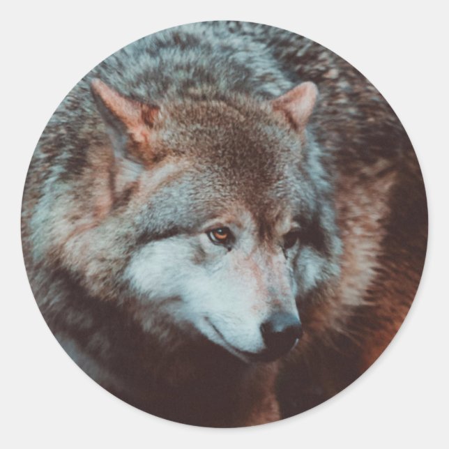 Grauer Wolf, der in den Wald schaut Runder Aufkleber (Vorderseite)