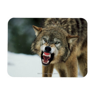 Grauer Wolf der Verwirrung Magnet