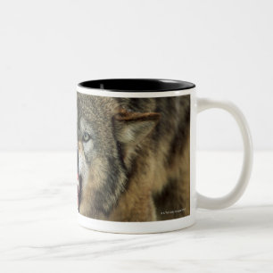 Grauer Wolf der Verwirrung Zweifarbige Tasse