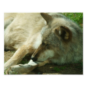 Grauer Wolf-Druck Fotodruck