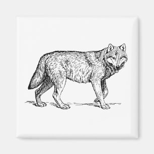 Grauer Wolf Elegante Tinte Zeichnend Magnet