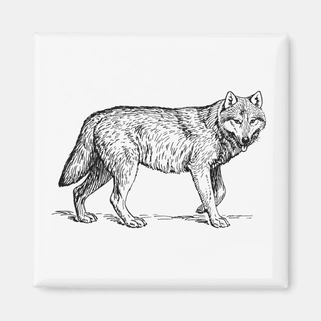 Grauer Wolf Elegante Tinte Zeichnend Magnet (Vorne)