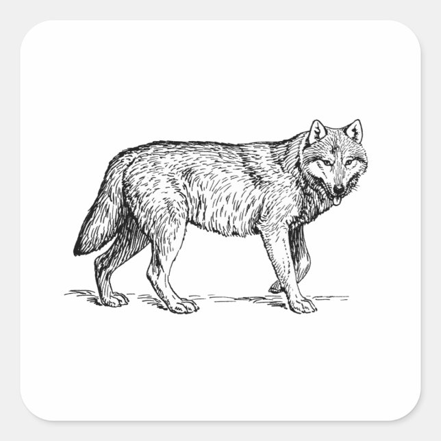 Grauer Wolf Elegante Tinte Zeichnend Quadratischer Aufkleber (Vorderseite)