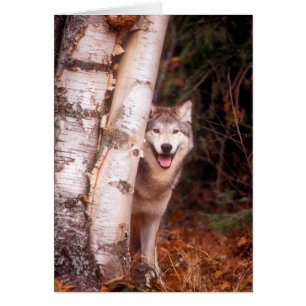Grauer Wolf hinter einem Baum
