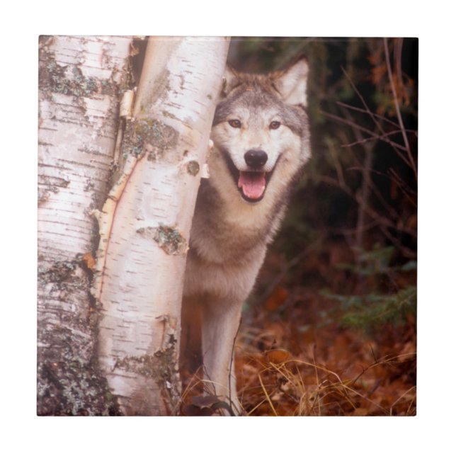 Grauer Wolf hinter einem Baum Fliese (Vorderseite)
