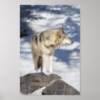 Grauer Wolf im Schnee