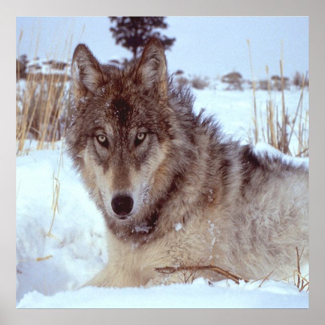 Grauer Wolf im Winter Poster (Vorne)