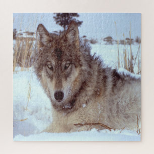 Grauer Wolf im Winter Puzzle