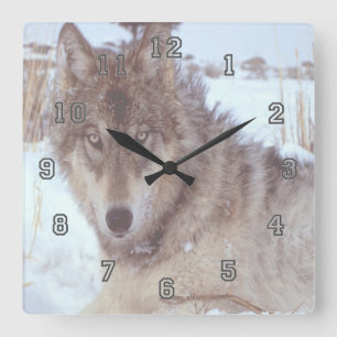 Grauer Wolf im Winter Quadratische Wanduhr