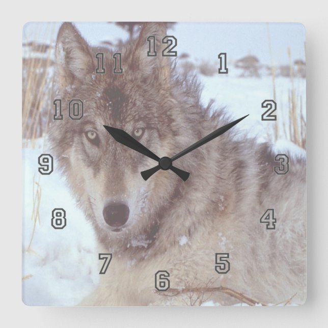 Grauer Wolf im Winter Quadratische Wanduhr (Vorderseite)