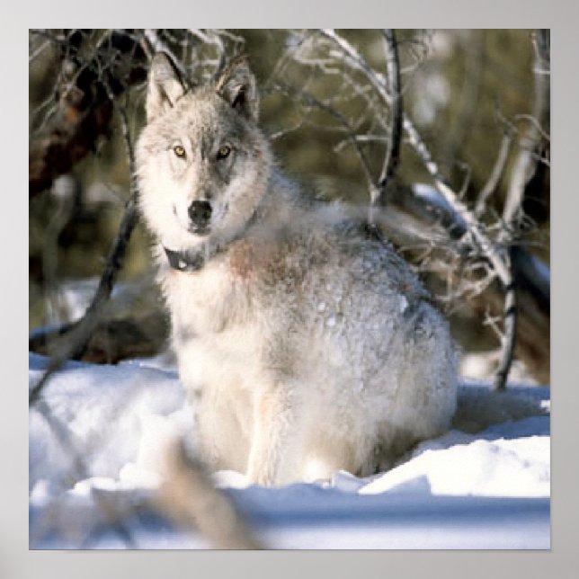 Grauer Wolf im Winterposter Poster (Vorne)