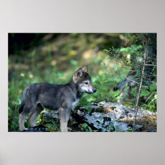 Grauer Wolf-Kleinkind in grünen Wäldern Poster