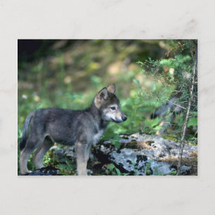 Grauer Wolf-Kleinkind in grünen Wäldern Postkarte