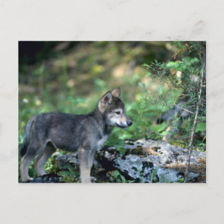 Grauer Wolf-Kleinkind in grünen Wäldern Postkarte