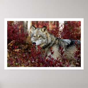 Grauer Wolf-Kunst-Druck-Plakat Poster