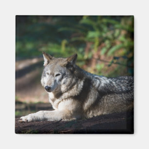 Grauer Wolf Magnet