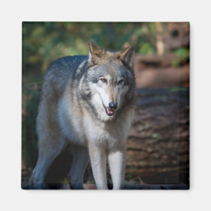 Grauer Wolf Magnet