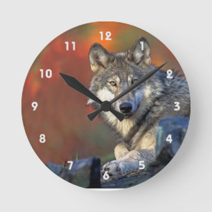 Grauer Wolf mit Herbstfarben Runde Wanduhr